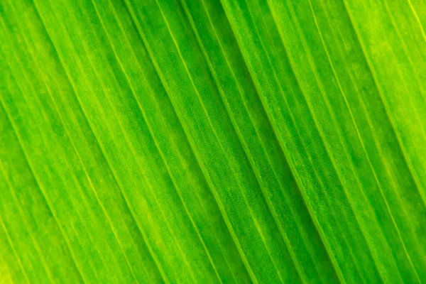 Uma folha verde textura fundo macrofotografia — Fotografia de Stock