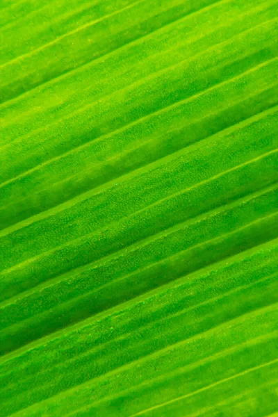 Texture foglia verde sfondo macro fotografia. Orientamento verticale — Foto Stock