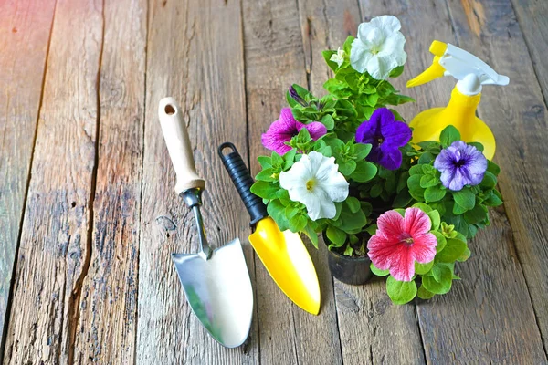 페튜니아 의 꽃, 정원 삽, 나무 바닥에 스프레이 병 — 스톡 사진