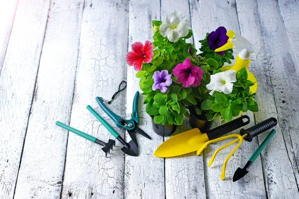 나무 배경 의정원 도구들 과 페튜니아 꽃들 — 스톡 사진