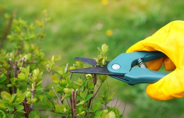Bahçe bekçisi, yeşil arka planda yakın plan. 