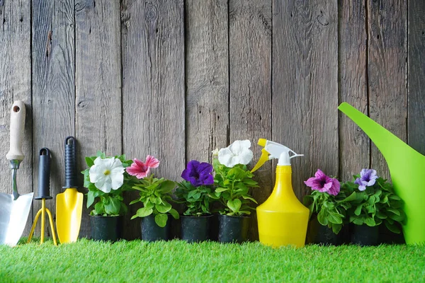 Jardinagem e envasamento fundo com flores flor e ferramentas de jardim na grama artificial verde — Fotografia de Stock