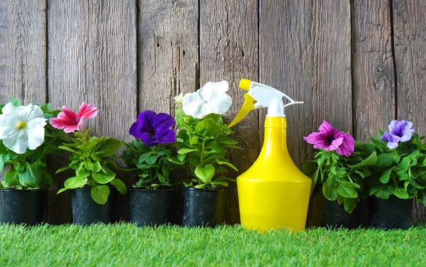 Jardinagem e envasamento fundo com flores flor e spray garrafa na grama artificial verde — Fotografia de Stock
