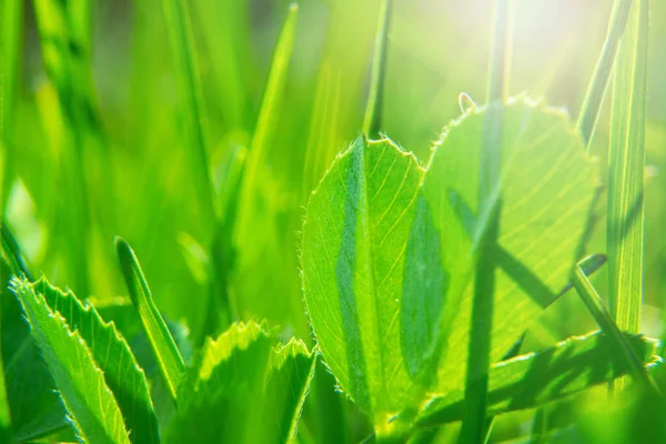 Yeşil çim makrosu. İlkbahar arkaplanı — Stok fotoğraf