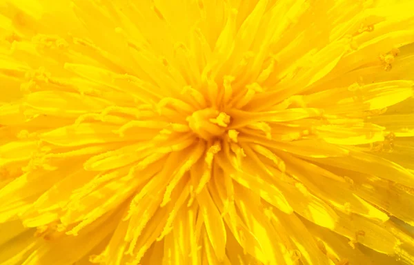 Amarelo dandelion flor fundo textura . — Fotografia de Stock
