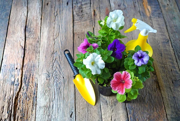 Petunias цветы, желтая лопата сада и баллончик с брызгами на деревянной террасе — стоковое фото
