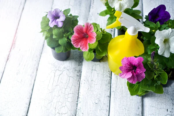 Petunias. Coloridas flores de petunia y atomizador en la terraza de madera —  Fotos de Stock