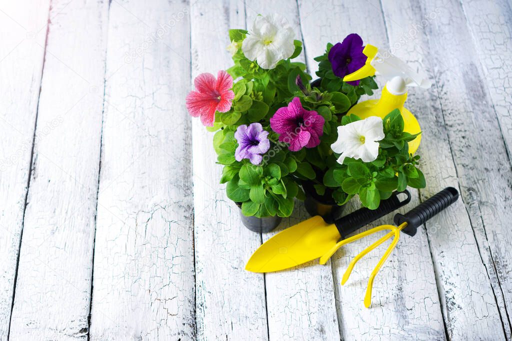 Gardening background. Garden tools background with petunia flowers on the wooden terrace