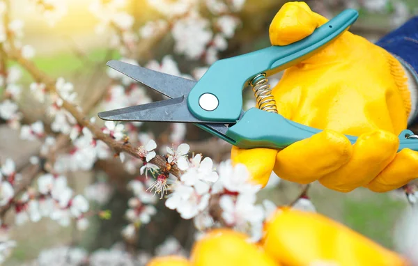 Садовый секатор в руке садовника на фоне цветущей ветви — стоковое фото