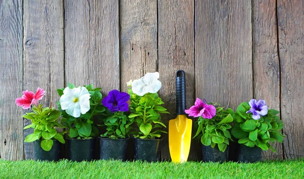 Jardinagem e horticultura. Petúnia flores e pá de jardim na grama artificial verde — Fotografia de Stock