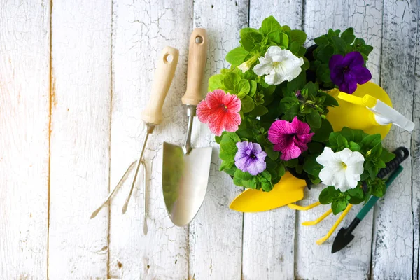 정원에 있는 도구들 과 나무 배경에 있는 페튜니아 꽃들로 배경을 이룬 정원 도구들 — 스톡 사진
