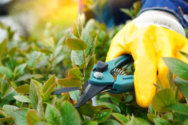 Jardinier travaille avec les sécateurs dans le jardin — Photo