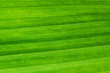 Yeşil yaprak dokusu arka plan makrosu