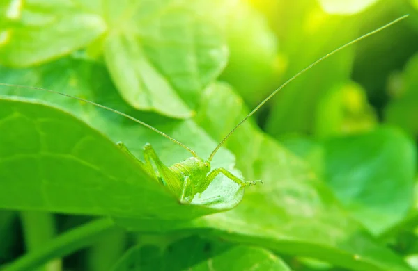 Um gafanhoto verde espreita por trás de uma folha — Fotografia de Stock