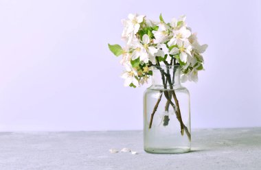 Cam bir kavanozda çiçek açan elma ağacının dalları.