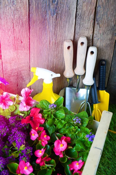 Flores de primavera para plantar en una caja de madera y herramientas de jardín. Vertical — Foto de Stock