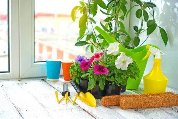 Квітковий горщик вдома. Садові інструменти і квіти в горщиках біля вікна вдома — стокове фото