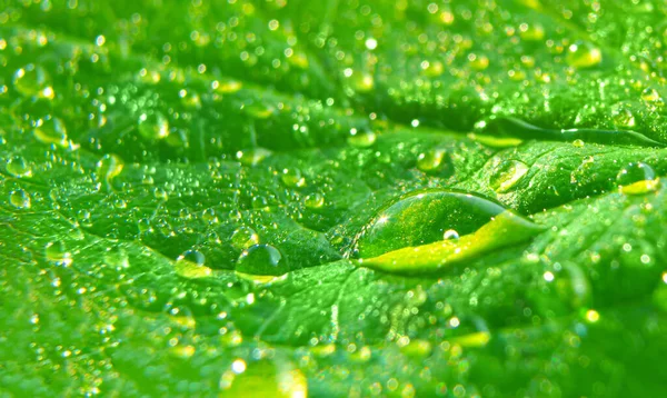 Hoja verde con gotas de rocío macro — Foto de Stock