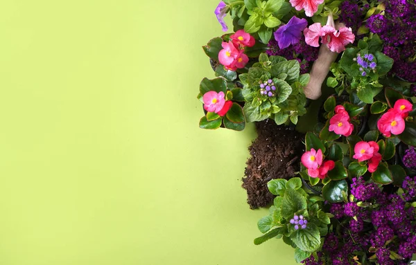 Fiori in vaso per giardinaggio con spazio copia — Foto Stock