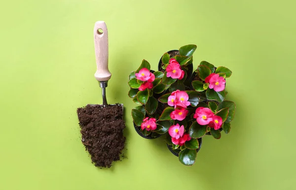 Tavaszi virágok cserépben és kerti lapát a talaj a zöld háttér. Felülnézet — Stock Fotó