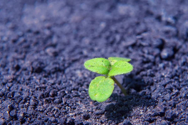 New life and purpose concept. Lonely green sprout breaks through the dry earth.