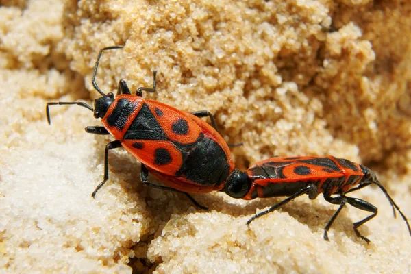 Soldados-bug (Pyrhocoris apterus). Beettle Soldados acasalamento — Fotografia de Stock