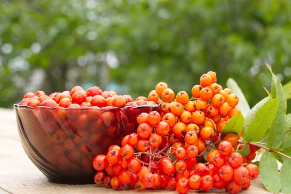 Bunches of Rowan on a green background — Stock Photo, Image