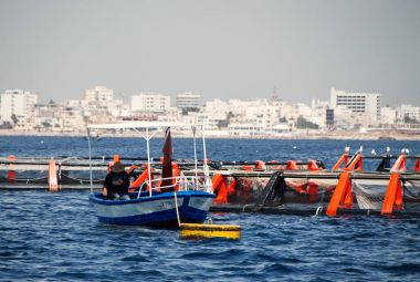 büyüyen deniz balıklar için bir çiftlik