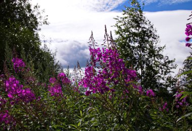 bitki çayı, Ivan yaz peyzaj
