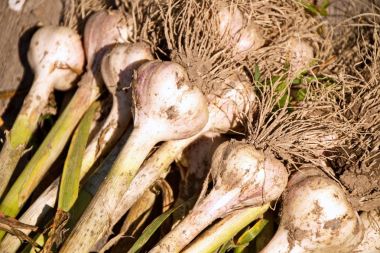 Kış hardy kirli kökleri bahçeden taze sarımsak çeşittir