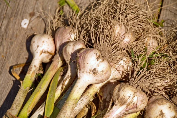 Kış hardy kirli kökleri bahçeden taze sarımsak çeşittir