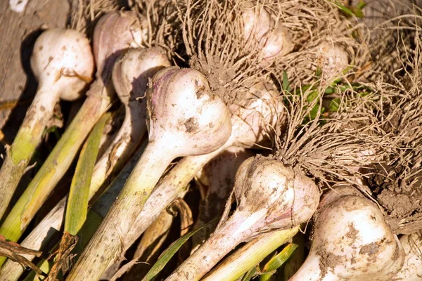 Kış hardy kirli kökleri bahçeden taze sarımsak çeşittir