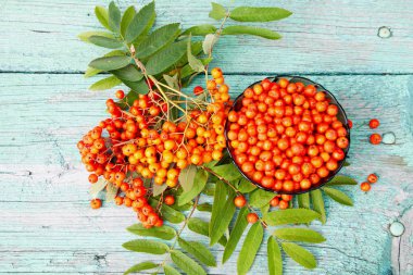 ahşap masa yüzeyi Kırmızı Rowan meyveler