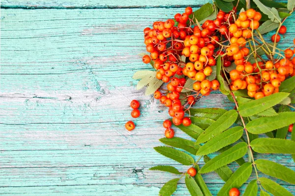 ahşap masa yüzeyi Kırmızı Rowan meyveler