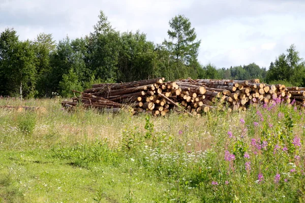 lumber is wood in the summer, the stack of logs on the field