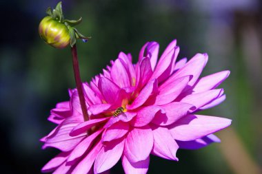 Yıldız çiçeği çiçek tomurcuk pembe ile