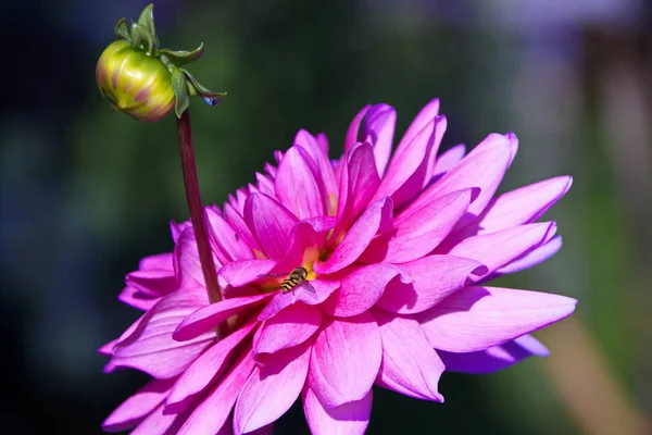 Yıldız çiçeği çiçek tomurcuk pembe ile
