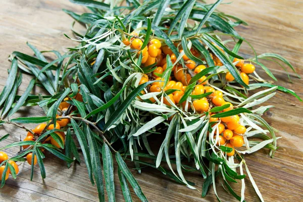 taze deniz topalak meyve dalı