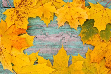 Sarı akçaağaç yaprakları