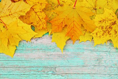 Sarı akçaağaç yaprakları