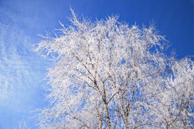 Huş ağacı dalları frost ile kaplı