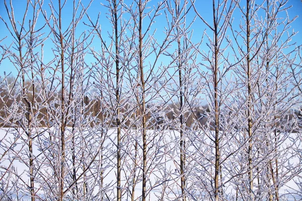 Junge Zweige von Bäumen, die an einem Wintertag mit Frost bedeckt sind — Stockfoto