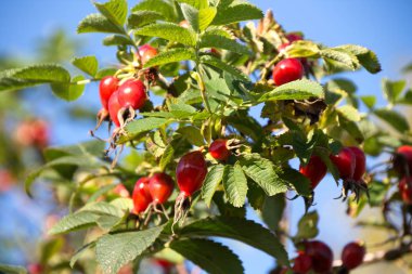 briar dalı gökyüzü arka plan üzerinde olgunlaşmış meyveler