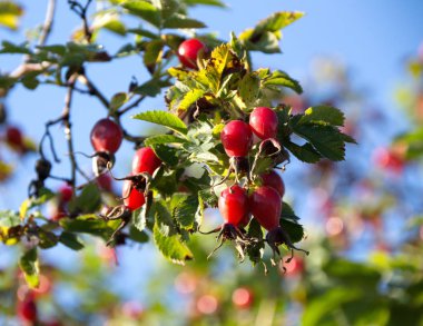 briar dalı gökyüzü arka plan üzerinde olgunlaşmış meyveler