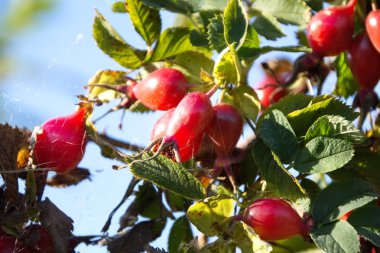 briar dalı gökyüzü arka plan üzerinde olgunlaşmış meyveler
