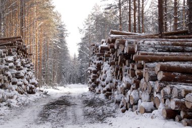 Kış ormanda kereste kaydeder