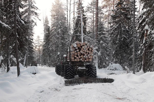 timber logs in winter in the woods