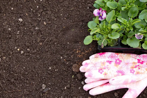 Viola flower seedling on the ground and garden gloves with pink pattern