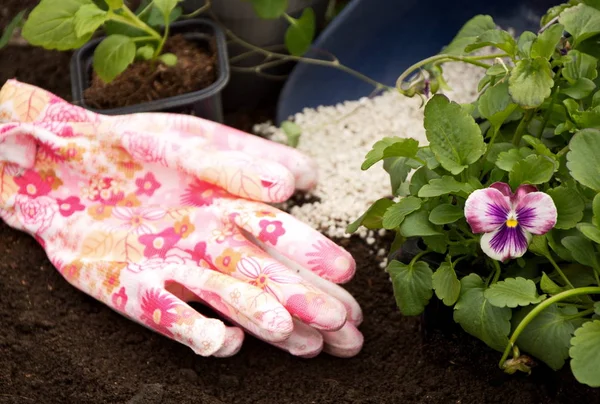 Bunga Bibit Muda Berdiri Tanah Dalam Panci Violet Aster Dan — Stok Foto