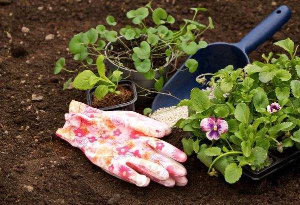 Bunga Bibit Muda Berdiri Tanah Dalam Panci Violet Aster Dan — Stok Foto